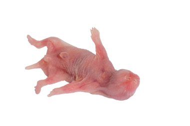 Yeni doğmuş küçük Roborovski hamster bebeği, Bebek Hamster, beyaz arka planda izole edilmiş..