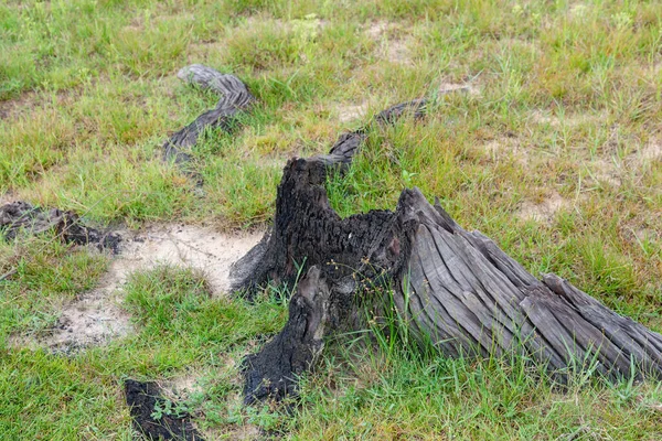 Tocones Río Causados Por Deforestación Quema Bosques Tailandia Tocones Árboles — Foto de Stock