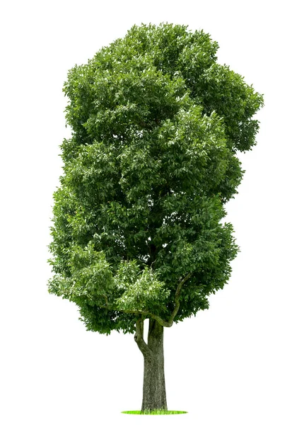 Isolierter Grüner Baum Auf Weißem Hintergrund Isolierte Bäume Auf Weißem — Stockfoto