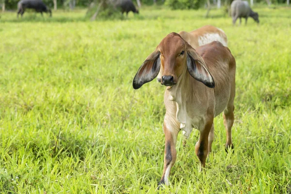 Uma Jovem Vaca Está Prado Verde — Fotografia de Stock