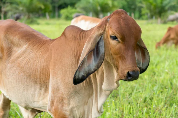 Nehrin yanındaki çayırda duran genç ineğin kafasını kapat. Tayland nehri.. 