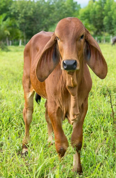 站在泰国绿草上的奶牛 — 图库照片