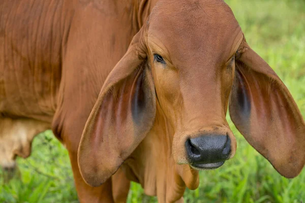 Close Young Cow Standing Meadow Pasture Side — 图库照片