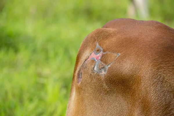 Vaca Fue Herida Con Una Herida Purulenta — Foto de Stock