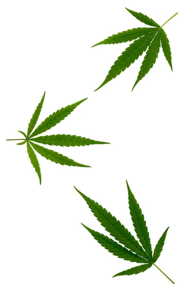Marijuana Plant Outdoor Cannabis Isolated White Background — Stock Photo, Image