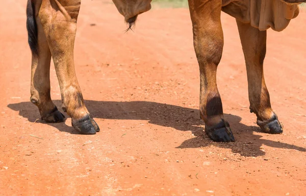 Patas Vaca Granja Las Patas Una Vaca Pie Patas Vaca — Foto de Stock