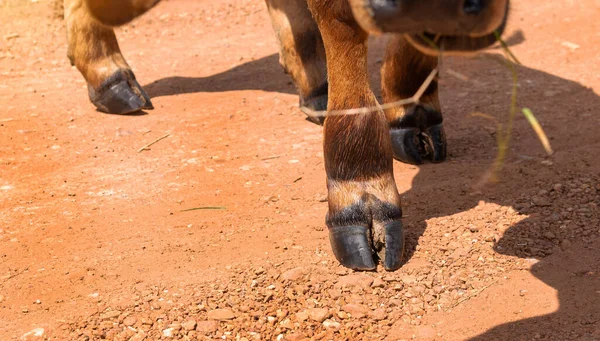 Jambes Vache Ferme Les Jambes Une Vache Debout Jambes Vache — Photo