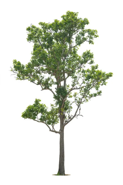 Albero Verde Isolato Sfondo Bianco Alberi Isolati Sfondo Bianco Alberi — Foto Stock