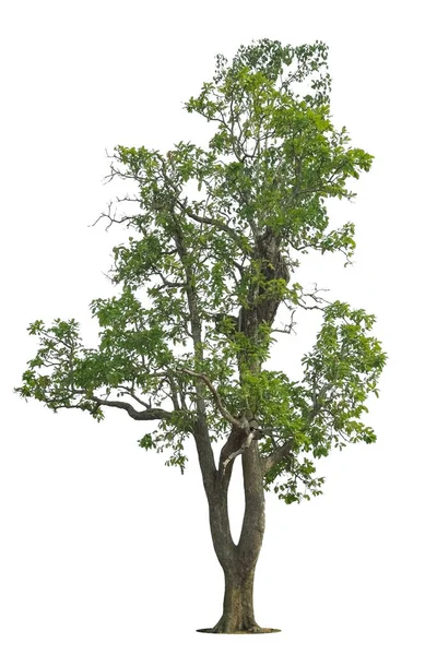 Izolovaný Zelený Strom Bílém Pozadí Stromy Izolované Bílém Pozadí Tropické — Stock fotografie
