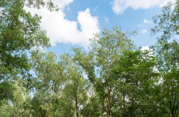 Trees, Low angle view of the forest, Looking up the trees and leaves from low angle view