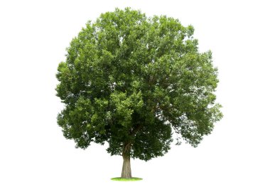 Beyaz arka planda izole ağaçlar, tasarımda, reklamcılıkta ve mimaride kullanılan tropikal ağaçlar..