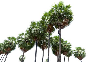 Şeker palmiyeleri dizilmiş, şeker palmiyeleri beyaz arka planda izole edilmiş..