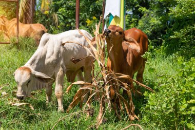   İnekler, saman yiyen dana, ot yiyen inek, inek çiftliğine yakın, tarım endüstrisi konsepti.