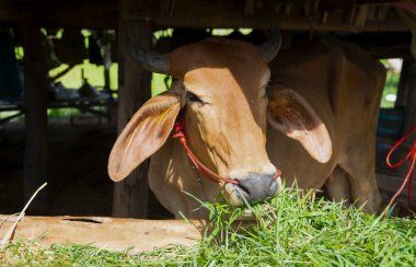 Yakın plan inekler ahırdaki bir çiftlikte ot yer..