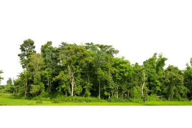 Tayland 'ın beyaz arka planında ağaçlar izole edilmiş..