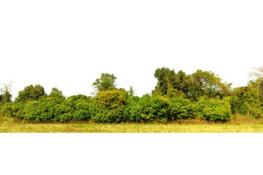 Yüksek çözünürlüklü ağaç hattının görüntüsü beyaz zemin, yeşil ağaçlar, orman ve yazın yeşillik.