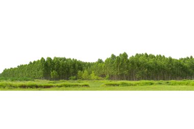 Okaliptüs ormanı beyaz arka planda, Tayland 'da, kağıt endüstrisi için kaplar..