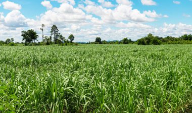 Büyük çiftlikteki küçük şeker fabrikası, mavi gökyüzü ve dağlı şeker tarlası.