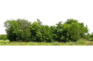 Yüksek çözünürlüklü ağaç hattının görüntüsü beyaz zemin, yeşil ağaçlar, orman ve yazın yeşillik.