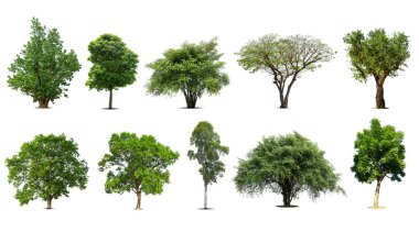 Beyaz arka planda izole edilmiş ağaçlar koleksiyonu, dizayn için egzotik tropikal ağaç.