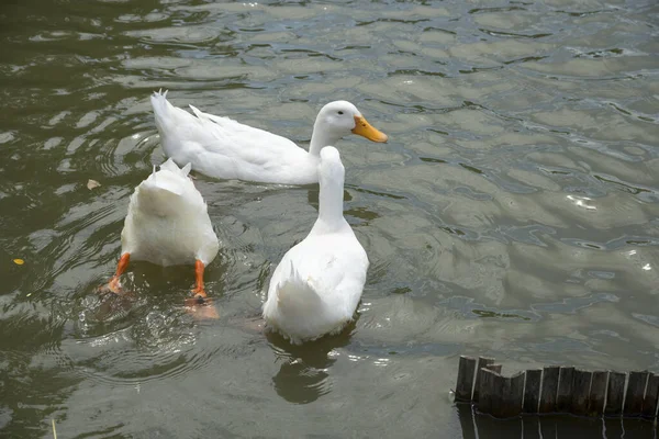 Witte Eenden Drijven Langs Rivier Zomer — Stockfoto