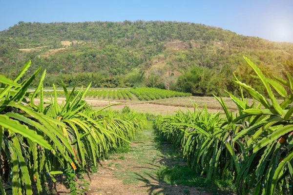 Plantation Arbres Fruitiers Dragon Loei Thaïlande — Photo