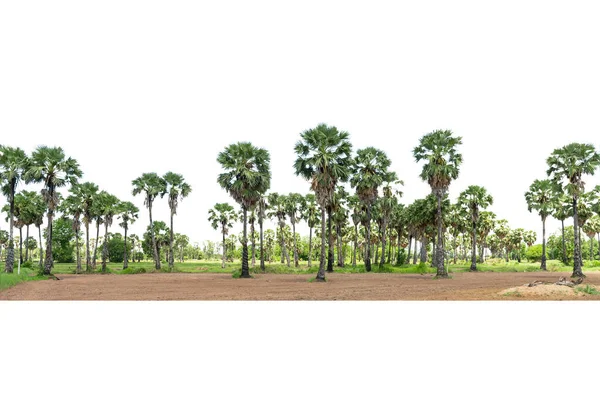 Sugar palm trees  lined , sugar palm trees lined  isolated on white background.