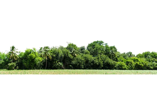 Widok Wysokiej Rozdzielczości Treeline Izolowane Białym Tle Zielone Drzewa Las — Zdjęcie stockowe