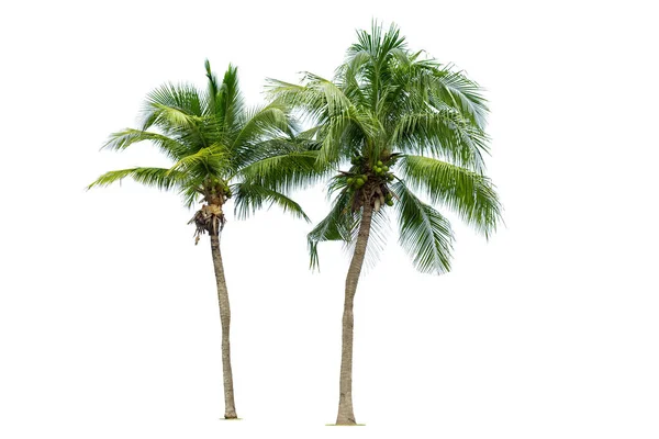 Palmera Coco Aislada Sobre Fondo Blanco Palmera Contra Fondo Blanco — Foto de Stock