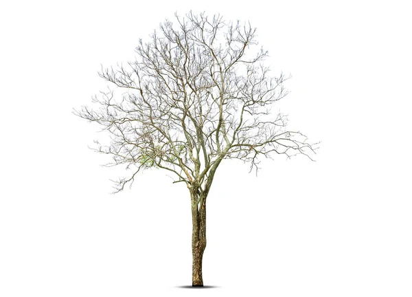 Árvore Morta Isolada Fundo Branco Caminho Recorte — Fotografia de Stock