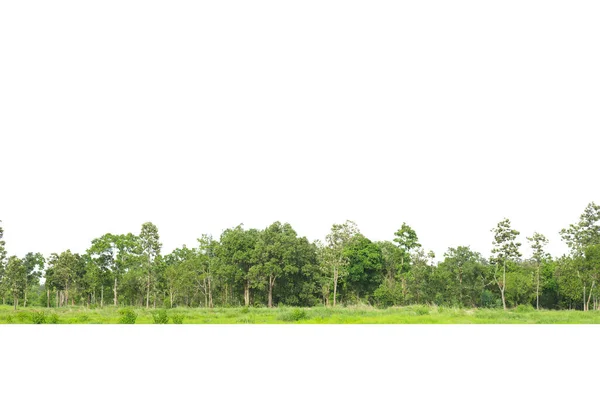 Línea Árboles Aislada Sobre Fondo Blanco Tailandia —  Fotos de Stock