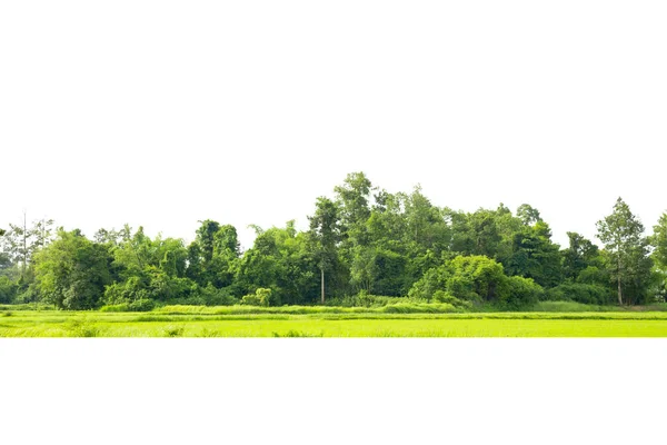 Лінія Дерев Ізольована Білому Тлі Таїланду — стокове фото