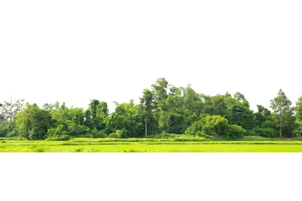 Ligne Arbres Isolé Sur Fond Blanc Thaïlande — Photo