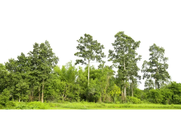 Деревья Линии Изолированы Белом Фоне Таиланда — стоковое фото