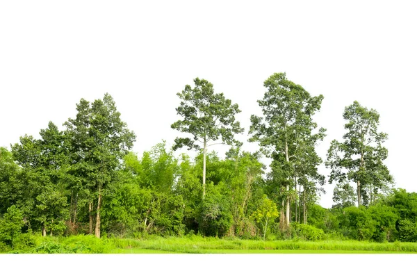 Línea Árboles Aislada Sobre Fondo Blanco Tailandia —  Fotos de Stock