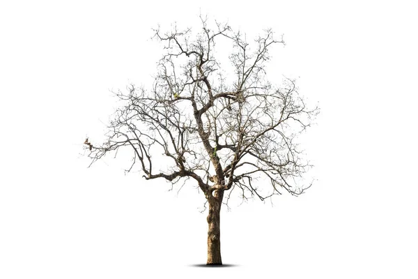 Singolo Albero Vecchio Morto Isolato Sfondo Bianco — Foto Stock