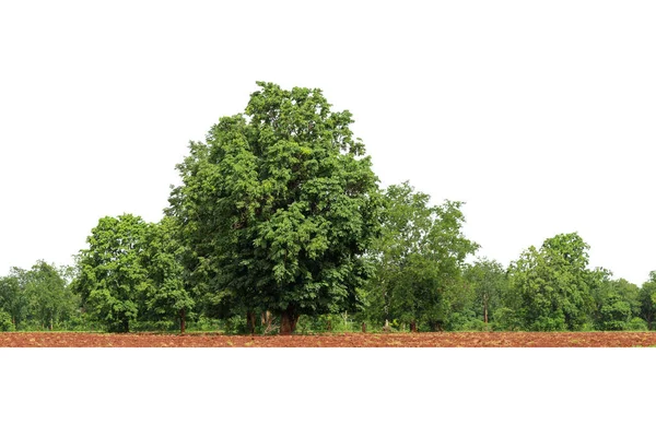 Kilátás Nagy Felbontású Treeline Elszigetelt Fehér Alapon Zöld Fák Erdő — Stock Fotó