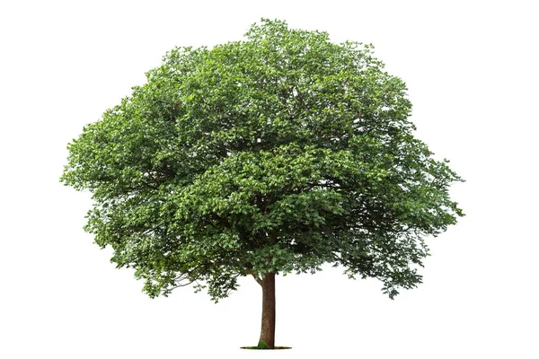 Geïsoleerde Groene Boom Witte Achtergrond Bomen Geïsoleerd Witte Achtergrond Tropische — Stockfoto