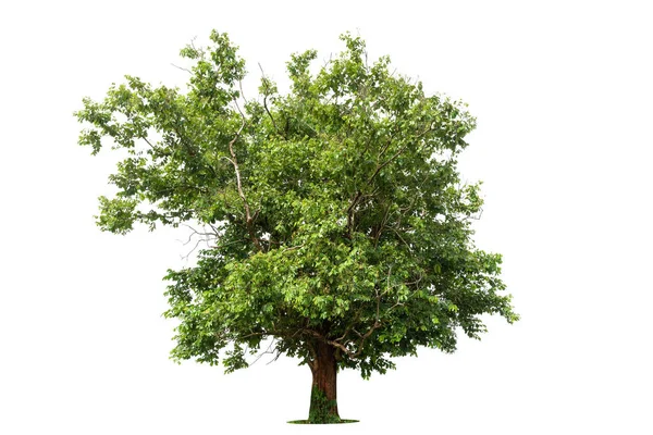 Geïsoleerde Groene Boom Witte Achtergrond Bomen Geïsoleerd Witte Achtergrond Tropische — Stockfoto