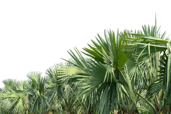 Feuilles Palmier Feuilles Palmier Vert Isolées Sur Fond Blanc — Photo