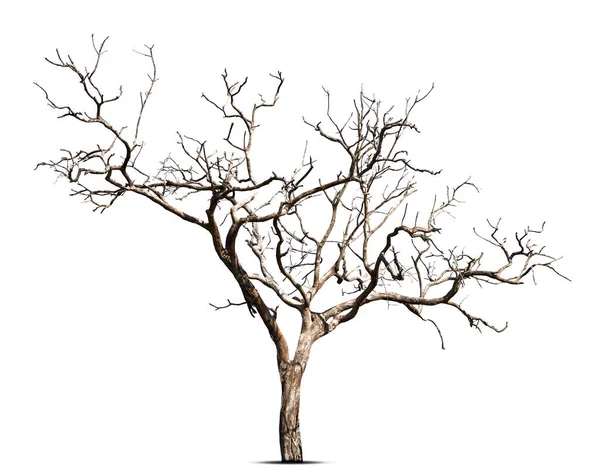 Martwe Drzewo Odizolowane Białym Tle Ścieżka Wycinania — Zdjęcie stockowe
