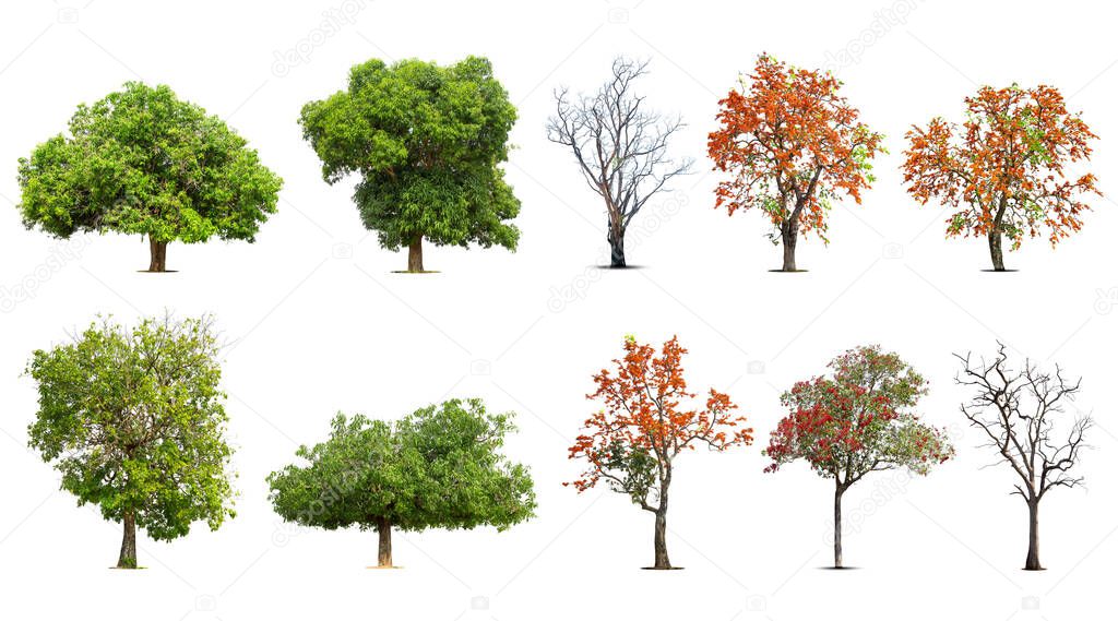 Collection of   trees  Isolated  on white background,   Exotic tropical tree for design.