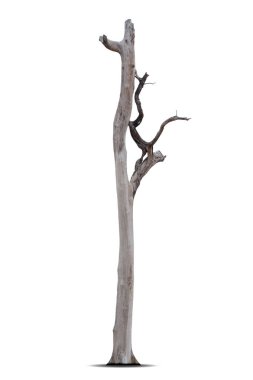 Beyaz arkaplanda izole edilmiş ölü ağaç, kırpma yolu.