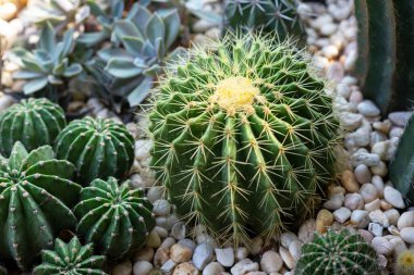 Seradaki kaktüs ailesi, Top view, kapatın..