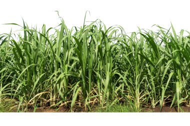 Büyük büyüme evresinde beyaz arka planda izole edilmiş şeker kamışı bitkisi grubu. Beyaz arkaplanda izole edilmiş şeker kamışının taze yeşil doğrusal yaprağı. 