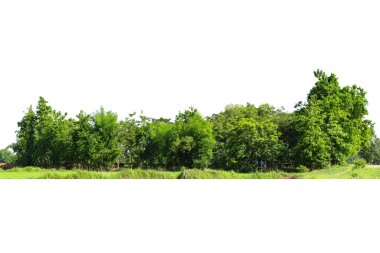 Yüksek çözünürlüklü ağaç hattının görüntüsü beyaz zemin, yeşil ağaçlar, orman ve yazın yeşillik.