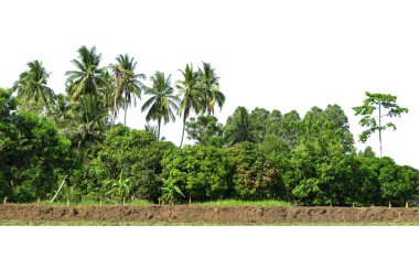 Yüksek çözünürlüklü ağaç hattının görüntüsü beyaz zemin, yeşil ağaçlar, orman ve yazın yeşillik.