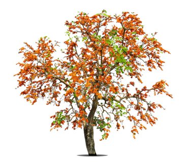 Alev ağacı ya da Royal Poinciana ya da Flame-boyant izole edilmiş, her zaman yeşil bir yaprak, kesme yolu ile beyaz arka planda kesilmiş.
