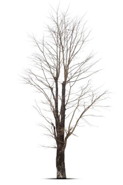Beyaz arkaplanda izole edilmiş ölü ağaç, kırpma yolu.