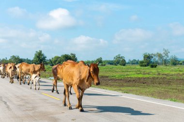 İnekler, inekler sürüsü mavi gökyüzü arka planıyla sokaklarda yürüyor.